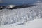 Soft rime, Mt.Zao in Japan