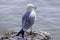 Soft ring billed gull bird standing on rock in lake water looking to right, detailed closeup