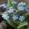 A soft and romantic forget-me-not with tiny blue petals and delicate foliage, generative AI