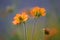 Soft romantic photo of orange avens flowers