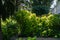 Soft selective focus of big hydrangea macrophylla shrubs against the background of evergreen trees in Aivazovsky