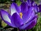 Soft selective focus of close-up purple Ruby Giant Crocus on a sunny spring day.