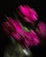 Soft selective focus, photo in motion, bouquet of dark red lilac tulips in glass vase on dark background