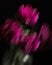 Soft selective focus, photo in motion, bouquet of dark red lilac tulips in glass vase on dark background