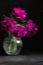 Soft selective focus, photo in motion, bouquet of dark red lilac tulips in glass vase on dark background