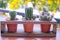 Soft and selective focus, shaped cactus with thorns on blur background,Cactus Bloom little cute bright flower in pot