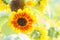 Soft, selective focus of sunflower helianthus, blurry flower for background, colorful plants