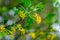 Soft selective focus of yellow Ribes aureum flower blooming.