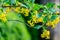 Soft selective focus of yellow Ribes aureum flower blooming