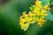 Soft selective focus of yellow Ribes aureum flower blooming. Flowers golden currant, clove currant