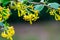 Soft selective focus of yellow Ribes aureum flower blooming. Flowers golden currant, clove currant, pruterberry