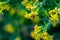 Soft selective focus of yellow Ribes aureum flower blooming. Flowers golden currant, clove currant, pruterberry