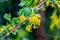 Soft selective focus of yellow Ribes aureum flower blooming. Flowers golden currant, clove currant, pruterberry