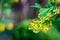 Soft selective focus of yellow Ribes aureum flower blooming. Flowers golden currant, clove currant, pruterberry