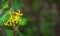 Soft selective focus of yellow Ribes aureum flower blooming. Flowers golden currant, clove currant, pruterberry and buffalo curran