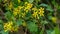 Soft selective focus of yellow Ribes aureum flower blooming. Flowers golden currant, clove currant, pruterberry and buffalo curran