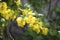 Soft selective focus of yellow Ribes aureum flower flowers. Currant flowers red and black, gold, cloves, raspberries and buffalo
