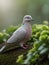 Soft Shades A Serene Scene of a Gray Dove Perched with a Green Rue on a Beautiful Day