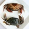 Soft shell crabs