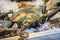 Soft shelled Serrated mud crab (Mangrove crab, Black crab) for s