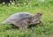 Soft-Shelled Turtle