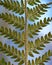 Soft shield fern (Polystichum setiferum) underside of frond