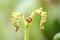 Soft shoots of ferns in nature.