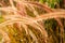 Soft shot of setaria grass in sunlight,worm tone image.