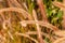 Soft shot of setaria grass in sunlight,worm tone image.