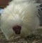 Soft Silky, Silkie Chinese Rooster