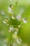 Soft smooth water drops on stems with glare, light blinks, reflections inside on blur light green background, macro, texture.