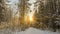 Soft snowfall in the winter snowy forest, evening winter landscape, spruce branch in the snow