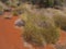 Soft spinifex growing in the desert