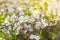 Soft spring bloom plum tree branch flowers in sunlight