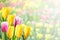 Soft Spring Floral Background
