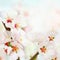 Soft spring flowers background