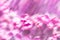 Soft spring purple pink abstract flowers background