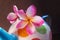 Soft still life beautiful pink yellow flower plumeria or frangipani in colourful vintage baked clay vase