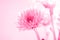 The Soft sweet pink flower for love romantic dreamy background i