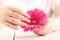 Soft tender protection for woman critical days, gynecological menstruation cycle, pink gerbera in hand