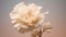 Soft Tonal Shifts: Capturing The Beauty Of A Dusty White Carnation