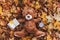 Soft toy animal Teddy bear liest on autumn leaves in natute and keeps the alarm clock