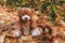 Soft toy animal Teddy bear sit on autumn leaves in natute and keeps the alarm clock