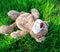 Soft toy bear lies on the street on the green grass