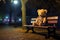 soft toy bear on a park bench under a lamppost at night