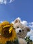 Soft toy bear and sunflower