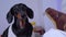 Soft toy Dachshund barks at the dog, playing with the animal in the apartment