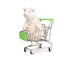 Soft toy pet mouse in the shopping cart, the concept of a responsible approach to the purchase of pets