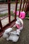 Soft toys, colorful hares, sitting on the balcony among the grape leaves.