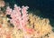 Soft tree coral